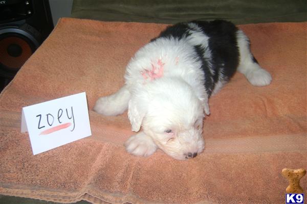Old English Sheepdog puppy for sale